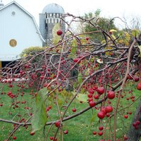 Sweetland Orchard (@sweetlandorchrd) 's Twitter Profile