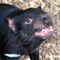 Sciences and Engineering at University of Tasmania (@sciences_utas) 's Twitter Profile