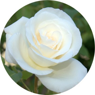 Mehran89552949's profile picture. 