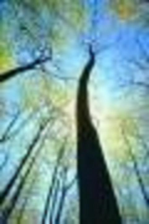 Products and services to revitalize body, mind, soul, and spirit! Holistic, eco- friendly aromatherapy, personal care and cleaning products, coaching