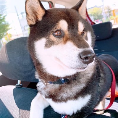 愛犬の柴犬と散歩することが好きです😊 2015年からバレエ🩰を習い、週1レッスンに通っているアラフィフです。ジャズが好きで良く神戸にライブを聴きに行きます🎼🎺🎹孫(令和4年12月生まれ)が難聴の為、手話🤟を勉強中。日々の日常を呟きます。無言フォロー失礼します🙇♀️よろしくお願いします!