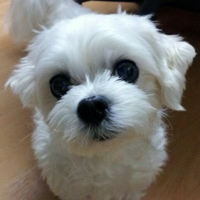 KarunaHrudaya's profile picture. I am a retired businessman living in Gyeongju, Korea.
I love people, nature and liberal art.