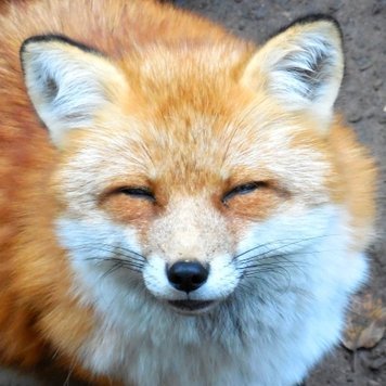 キツネがかわいい 相互フォロー100 Aluzenti Safe Twitter