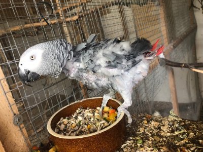 Rybo´s Parrots Rescue Station is a private non-profit organization. Please support a good cause and help many different parrots species.