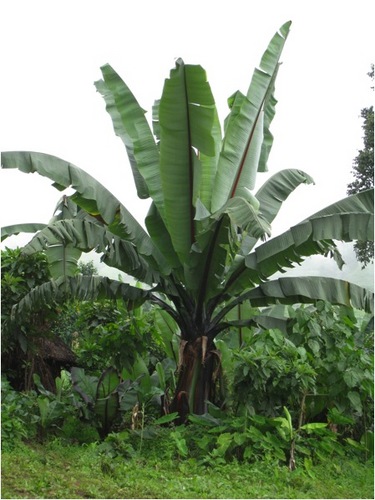 Shigeta_M's profile picture. アフリカ 地域研究 人類学 民族植物学 エスノボタニー ドメスティケーション ヒトー植物関係 エンセーテ(写真） 環境 栽培植物 農業科学 エチオピア研究 在来知 内発的発展 教育 開発と実務 実践的地域研究 NPO 社会貢献 睡眠文化研究 学際融合教育研究 アフリカ拠点推進 探検部 京都大学名誉教授