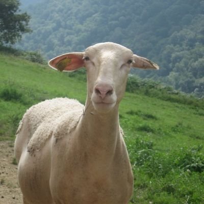 alise48's profile picture. On ne demande pas l'avis des moutons...J'ai décidé de leur donner la parole. Je lutte contre l’enrésinement anarchique de mon hameau.