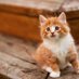 Cats Playful (@catplaces) Twitter profile photo Cats Playful (@catplaces) Twitter profile photo