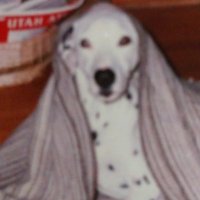 curley j Morrissey (@millstreet22) 's Twitter Profile Photo