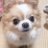 ぽぷりのアイコン