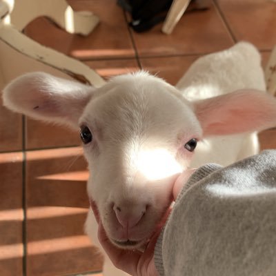 hello i am dumpling i am a baby sheep and i live in a house because i am spoilt i am also the king do not look at me ever