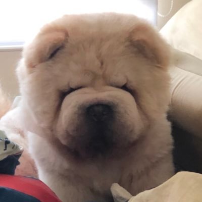 Chow chow