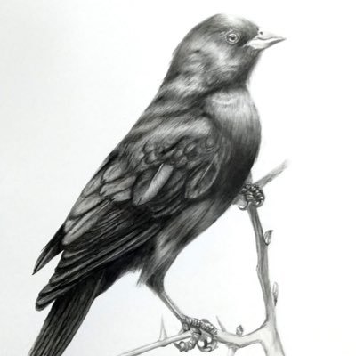 Madariさんのプロフィール画像