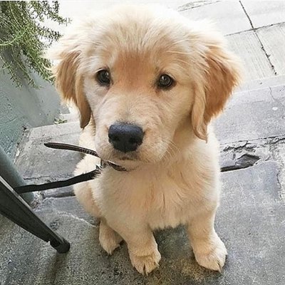Dogs can be so clumsy sometime yet we love them so much.