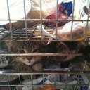 Krista MaGee-Burrell - @Crabbyesmeralda - Twitter