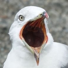 5syo_5syo3's profile picture. 野鳥ほか色々撮ったりそうでもなかったり鉄とかゴムのタイヤで走るものを転がしてるけもフレに浸かってる人。距離ガバ