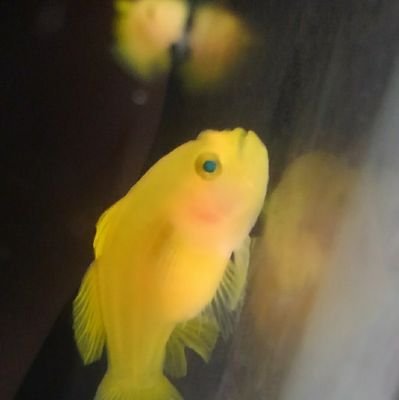 きおろしさんのプロフィール画像