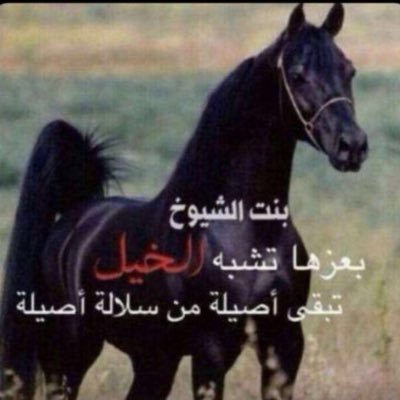 ‏أنا سكوتي ذهب يوم القصايد كلام ‏أهز بِيض الورق ويطيح منها قصيد👌🏻