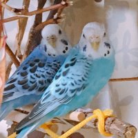 みなっち⑅◡̈*いんこの方 (@mina37pi) 's Twitter Profile