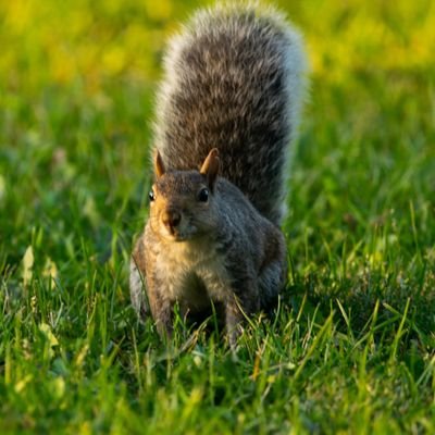 wow_zhao's profile picture. Fuzzy animals enthusiast, purveyor of bad puns, Doctor Who/Star Wars/MCU fan. Not a safe space for the Fandom Menace.

bawkbawkmoose on Twitch