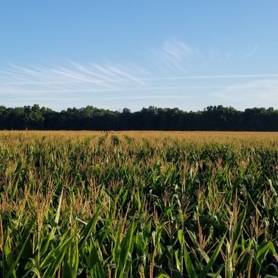 growing crops, straight forward crop consultant, wanting to do it right
