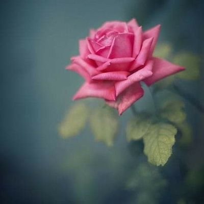 Hira_khan85's profile picture. Loves porn, bold, nasty