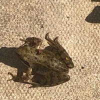 Nicola Davies (@nicolad52663912) 's Twitter Profile