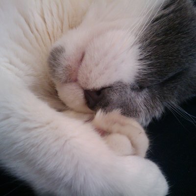 voline's profile picture. avid reader, carpenter, ultra-left