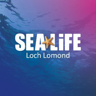 Loch Lomond SEA LIFE Aquarium is a family favourite whatever the weather with over 1,500 creatures; including Scotland's largest collection of sharks!🦈