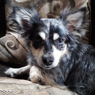 solarziggy's profile picture. 