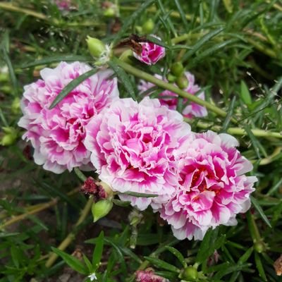 NovariaMS's profile picture. Nova | 2ABK©