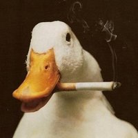 unsolicited duck pics - get a parody’s nutz(@duckchukowski) 's Twitter Profile Photo
