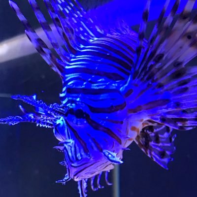 ねむいさんのプロフィール画像