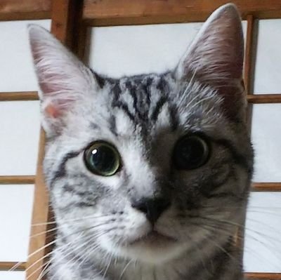 あめうな猫ちゃんねる Ameuna cat channelさんのプロフィール画像