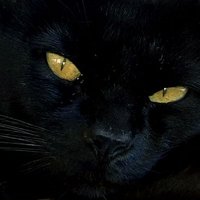 Elisabeth (@elisabe52903938) 's Twitter Profile