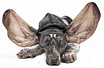 Aeropaws is an international Pet Shipper that serves military and civilian families throughout coastal Georgia, North and South Carolina.