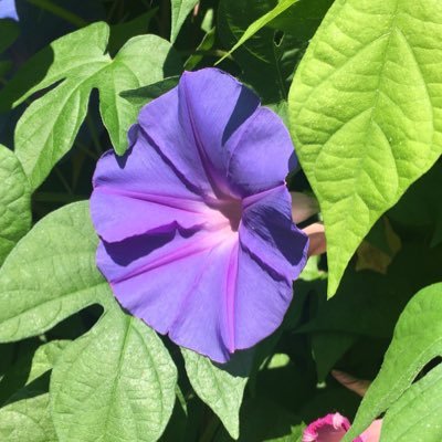 Pi_Paf's profile picture. Grenoble ch master.