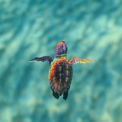 turtleofmine's profile picture. 