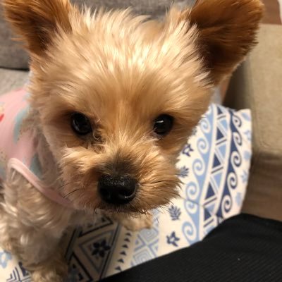 ホイップホイップ 氷川きよしがゲイなのは知られてるよね 知られてないと思っているのは いつも本人だけ