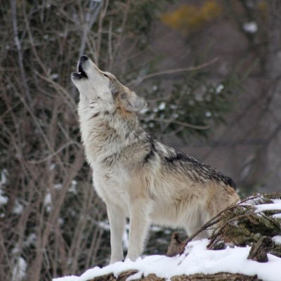 Research team using acoustic monitoring to track wild canids and investigate both inter- and intra- species interactions 🐺-🐕 #bioacoustics #scicomm