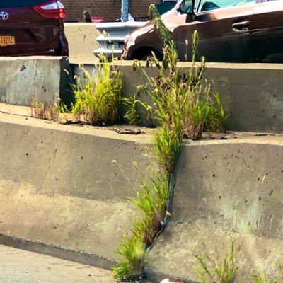 lil_botanista's profile picture. Plant enthusiast