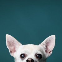 Ryan C. Coleman (@r_c_coleman) 's Twitter Profile