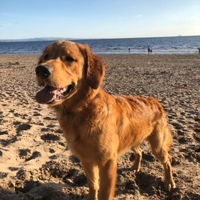 Fun loving golden from Scotland. Love my humans, long grass, muddy puddles, sand and sea. Really love foooooddd 😀.........🐕 and other four legged friends 🐕