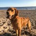 golden retriever harvey (@RetrieverHarvey) Twitter profile photo