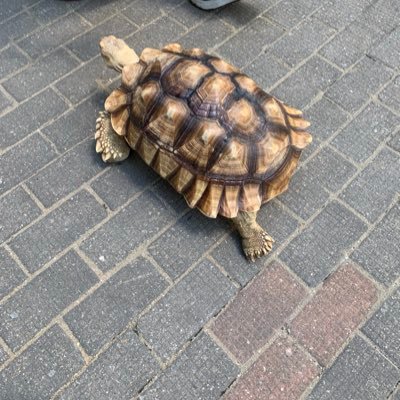 Fuching9's profile picture. Old man