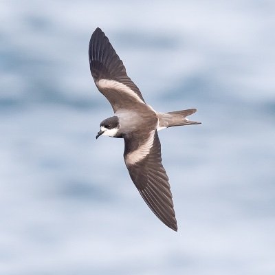 Ocean Birding