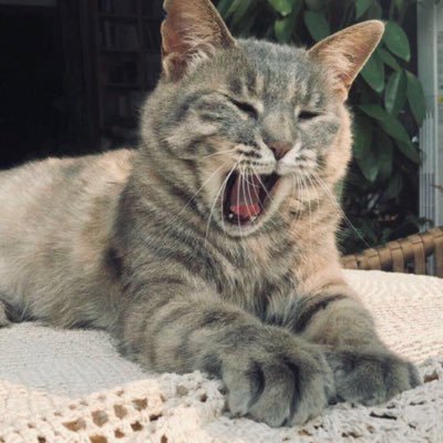 哈米玛卿さんのプロフィール画像