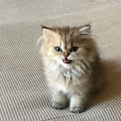 MissKitty__Cat Profile Picture