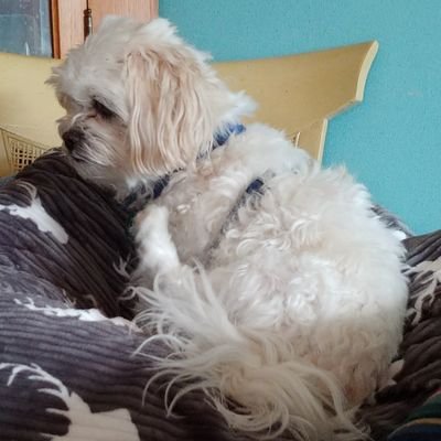 cchevss's profile picture. (he/him)
chickpea connoisseur