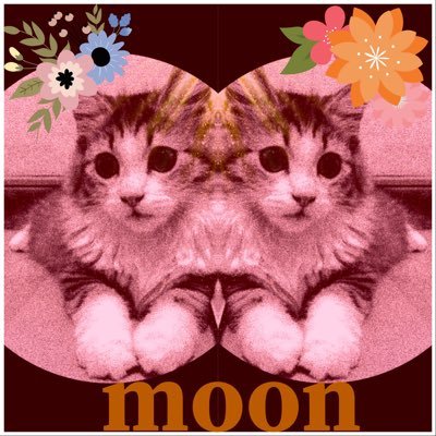 moon010501's profile picture. ミヌエットのmoon(やんちゃな男の子)🐈 と楽しく暮らしています😻