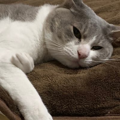 ゲームand猫ちゃん垢。歌好き。よく弾き語りしてます。深夜勢ですがよろしくお時間合えばお願いします🤗 猫好きさん😻ちなみに猫は扶養家族。動物好きさん大歓迎👍👍